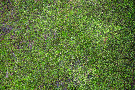 moss textureの写真素材
