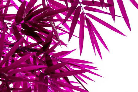 Purple bamboo leaveの写真素材