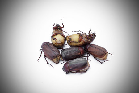 group insects