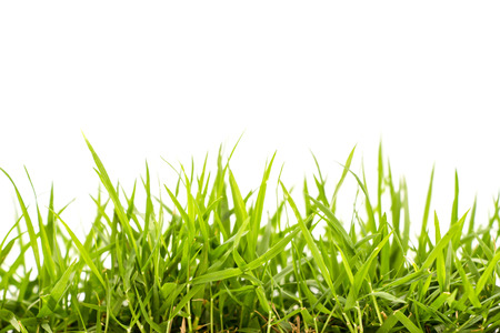 Grassの写真素材