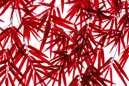 Red bamboo leaves backgroundの写真素材