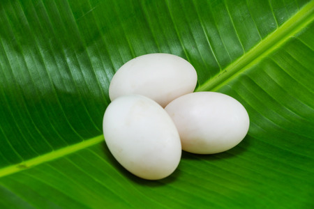 Egg on banana green leaveの写真素材