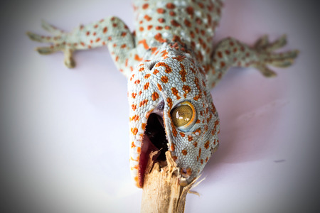 geckoの写真素材