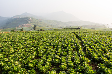 cabbage fieldの写真素材