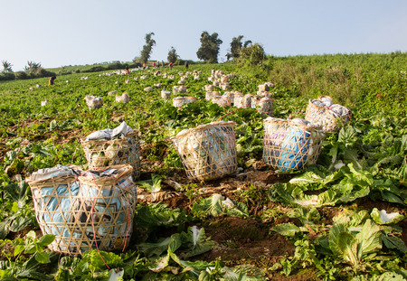 cabbage gardenの写真素材