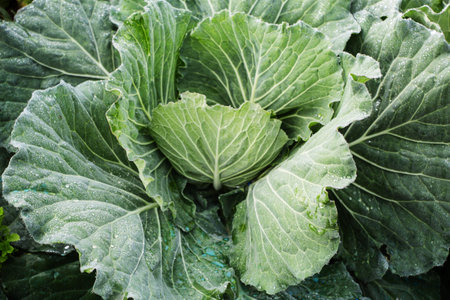 cabbage