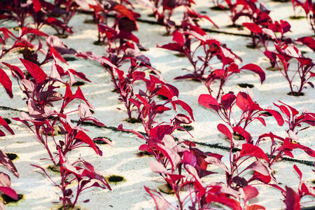 Hydroponics vegetableの写真素材