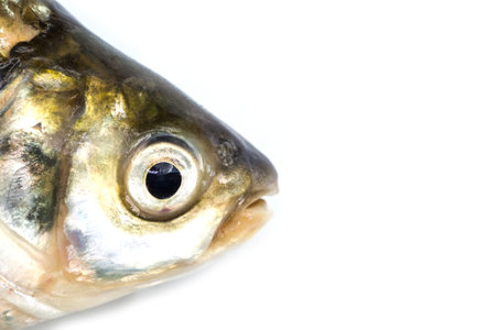 Fish eye