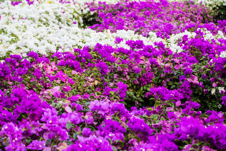bougainvillea flowersの写真素材