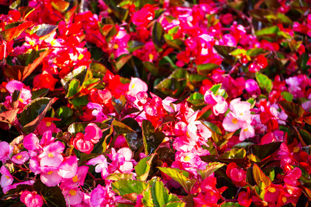 begoniaの写真素材