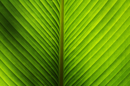 Green leave textureの写真素材