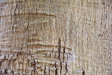 bark tree