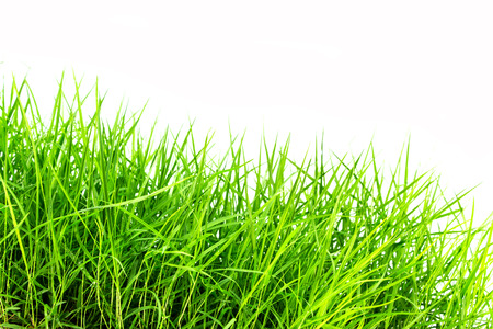 Green grassの写真素材