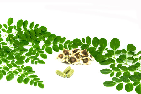 Seed Horse radish tree, Drumstick (Moringa oleifera Lam.).の写真素材