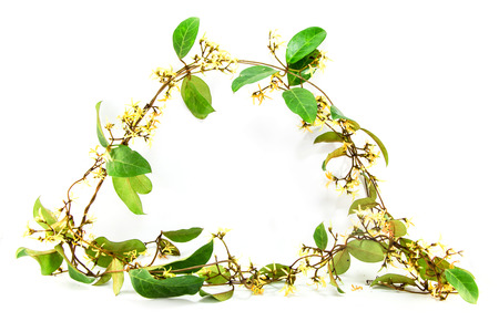 wild flowersの写真素材