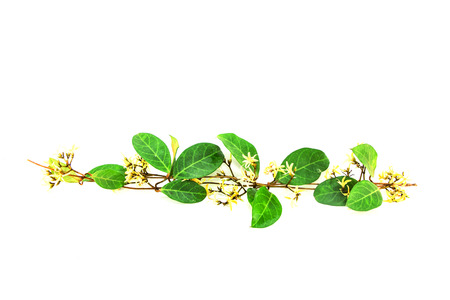 wild flowersの写真素材