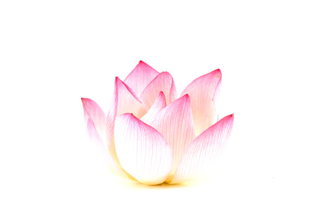 Pink lotus isolated on white backgroundの写真素材