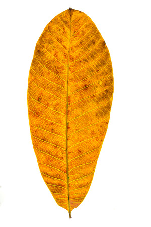brown leave on white backgroundの写真素材