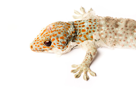Gecko on white backgroundの写真素材