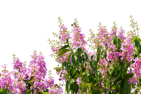 Pink flowerの写真素材