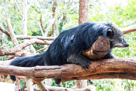 binturongの写真素材