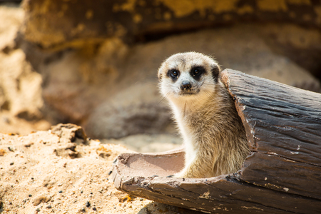 Meerkatの写真素材