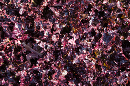 Red oakの写真素材