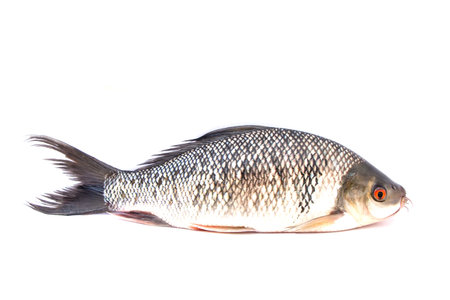 Fresh fish on white background