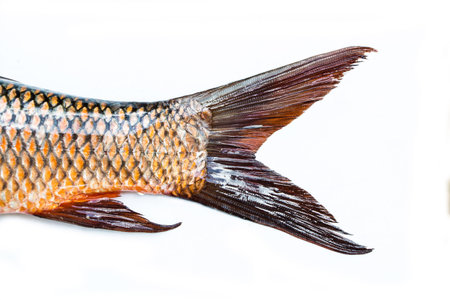 fish tail