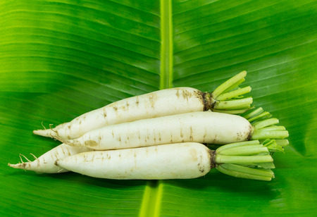 Radishの写真素材