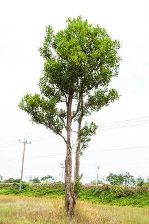 Single treeの写真素材
