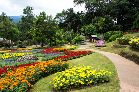 Beautiful flowers gardenの写真素材