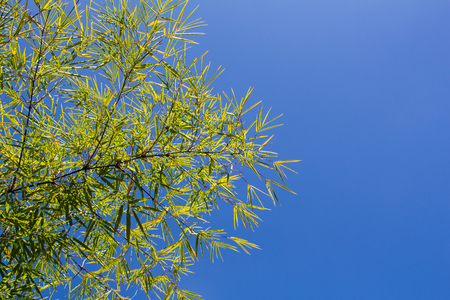 Bamboo leafの写真素材