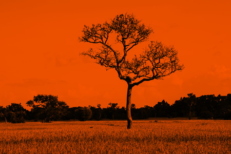 Single tree and orange sky backgroundの写真素材