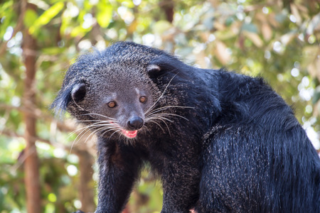 binturong close upの写真素材