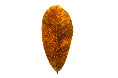 Orange leafの写真素材