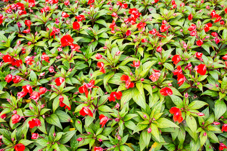 impatiens flowers fieldの写真素材