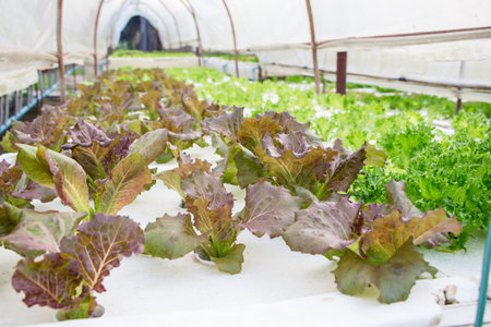 hydroponic vegetable