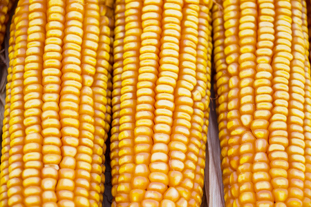 Dry cornの写真素材