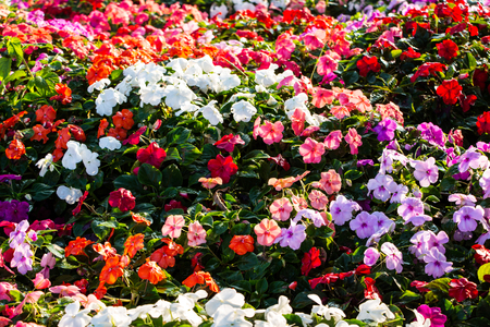 Impatiens flowersの写真素材
