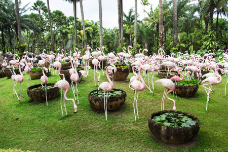 flamingo in a garden Thailandの写真素材