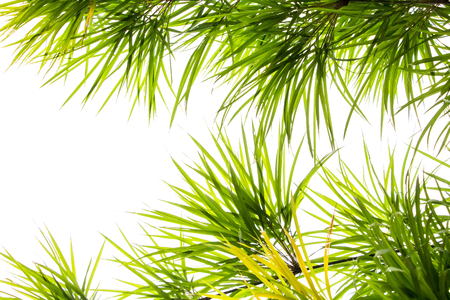 Green grass on whiteの写真素材