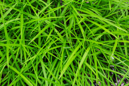 Green grass backgroundの写真素材