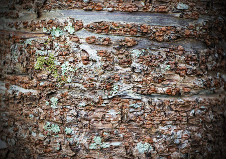 Bark tree texture