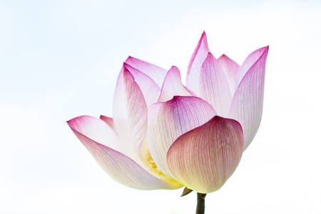 Lotus close upの写真素材