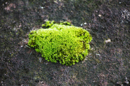 Moss