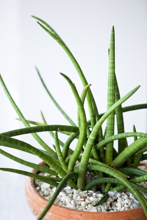 plant in pot の写真素材