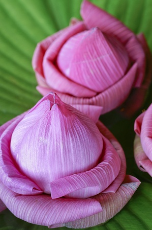 Lotus flower close shotの写真素材