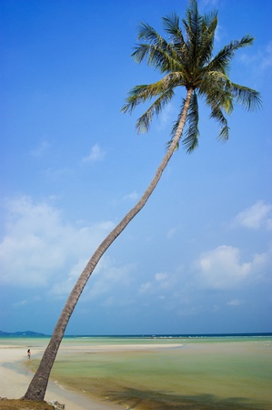 Coconut trees in the beautiful beach of Koh Samui Thailandの写真素材
