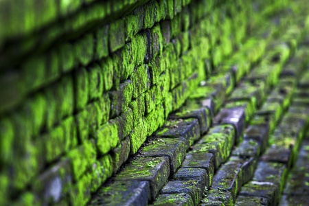 Texture old stone wall covered green moss の写真素材
